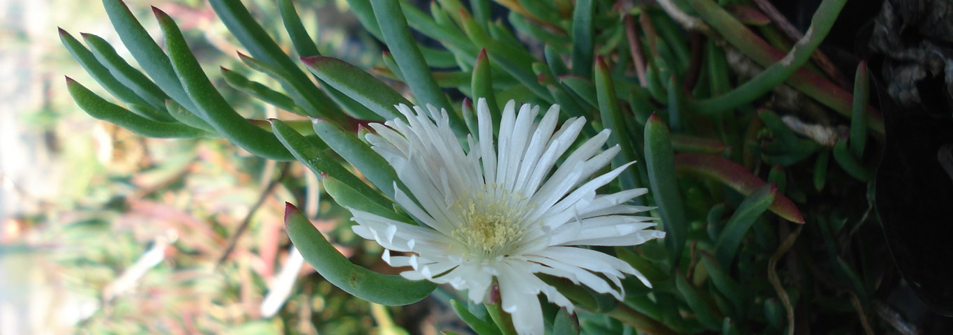 Lampranthus spectabilis